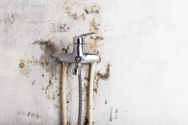 Professional Mold Removal in Nevada City, CA