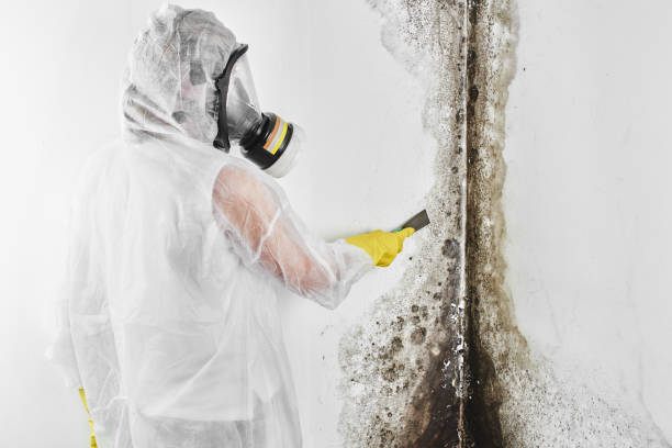 Best Attic Mold Removal  in Nevada City, CA