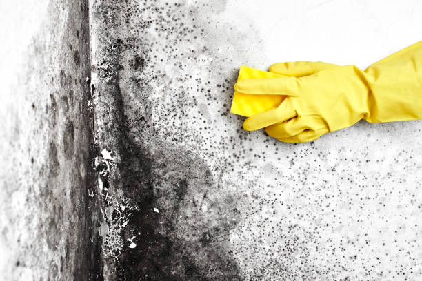 Attic Mold Removal in Nevada City, CA