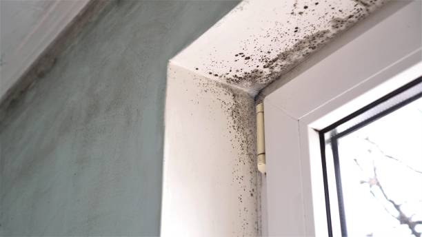 Professional Mold Removal in Nevada City, CA