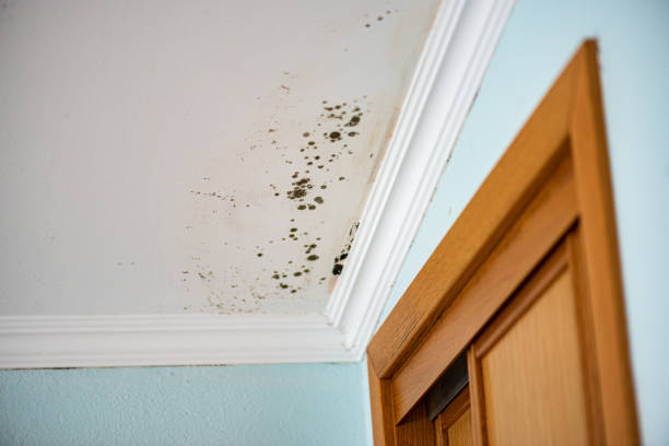 Best Mold Removal Near Me  in Nevada City, CA