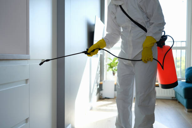 Best Black Mold Removal  in Nevada City, CA