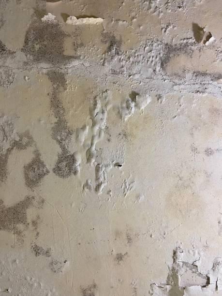 Best Fast Mold Removal  in Nevada City, CA