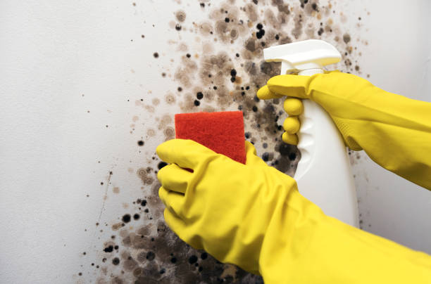 Best Home Mold Removal  in Nevada City, CA