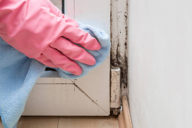 Office Mold Removal Services in Nevada City, CA