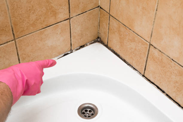  Nevada City, CA Mold Removal Pros