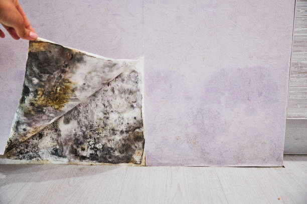 Best Same-Day Mold Removal  in Nevada City, CA